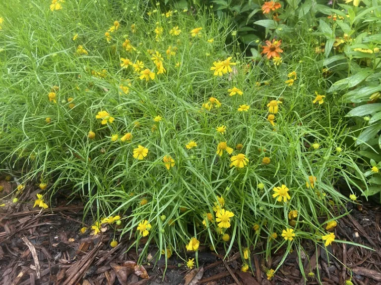 Helenium amarum 'Dakota Gold' flowering habit