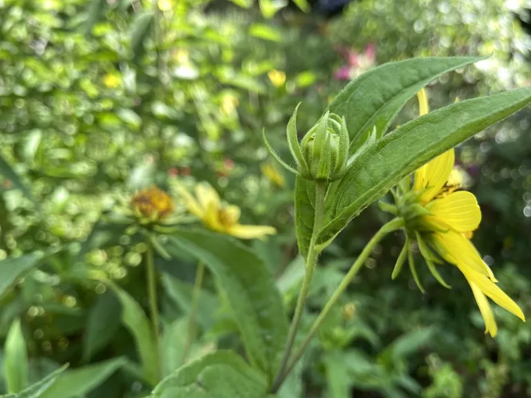 Helianthus 'Lemon Queen' flower bud