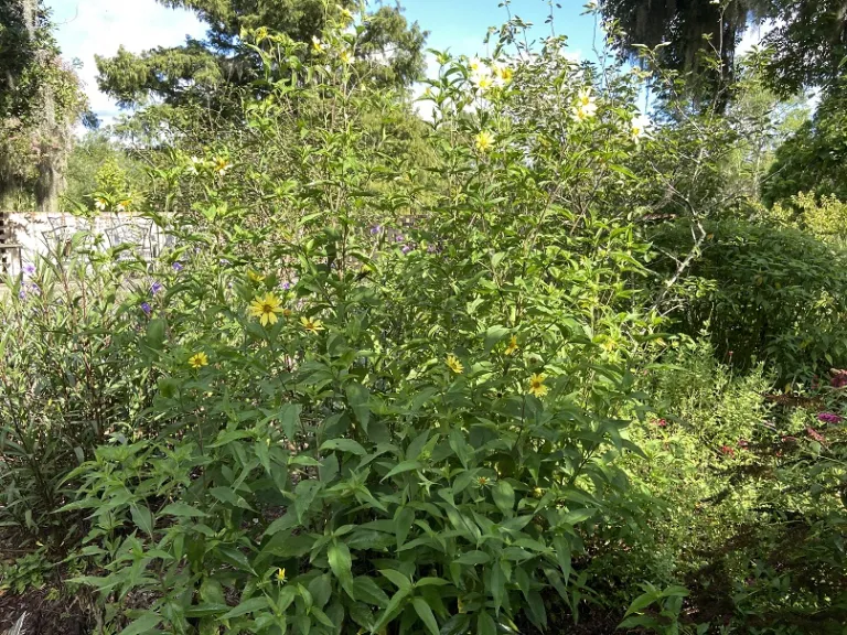 Helianthus 'Lemon Queen' habit