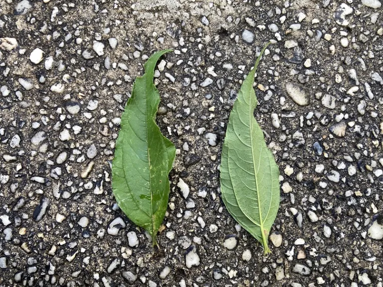 Helianthus 'Lemon Queen' leaf front and back