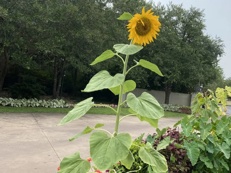 Helianthus annuus 'Mammoth' flowering habit