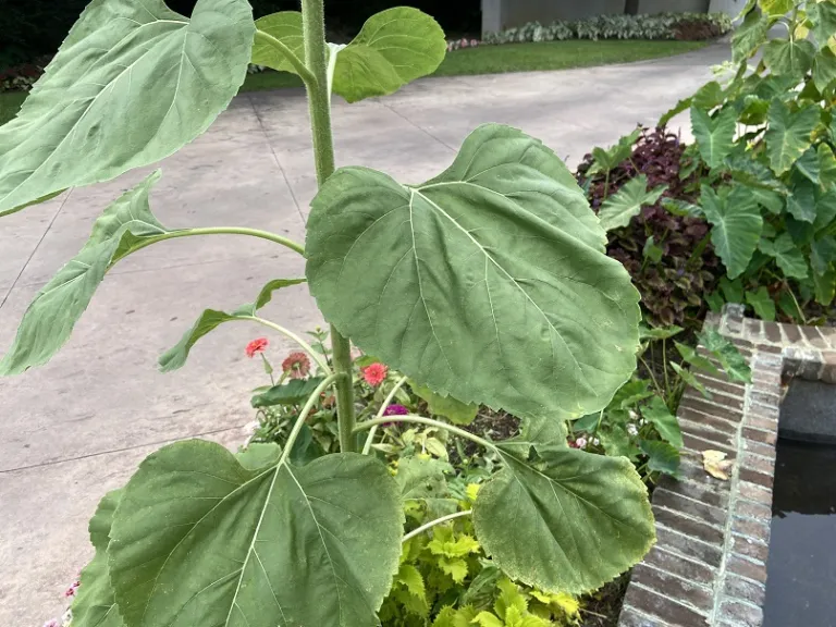 Helianthus annuus 'Mammoth' foliage