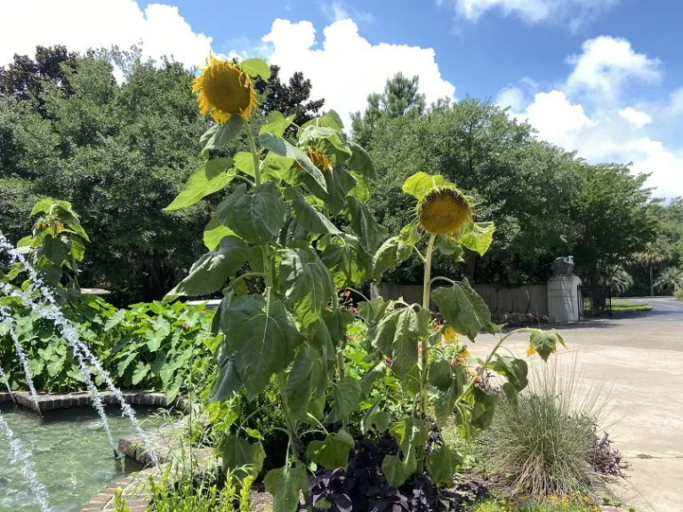 Helianthus annuus 'Mongolian Giant' flowering habit