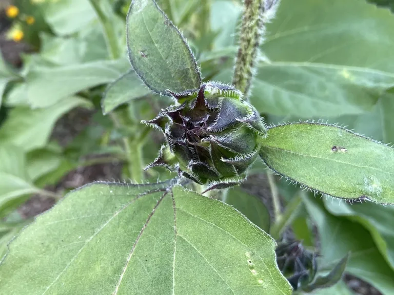 Helianthus annuus 'Tiger Eye' flower bud