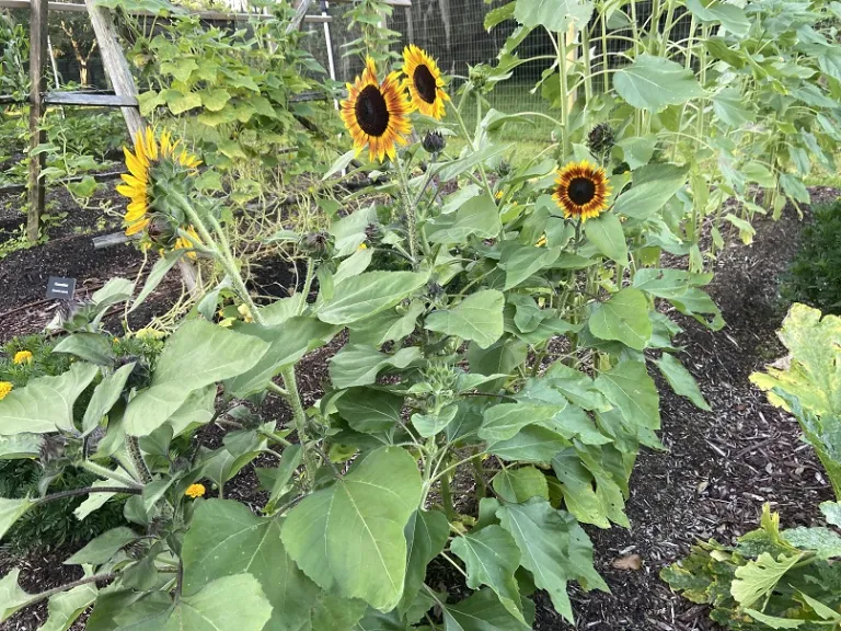 Helianthus annuus 'Tiger Eye' flowering habit