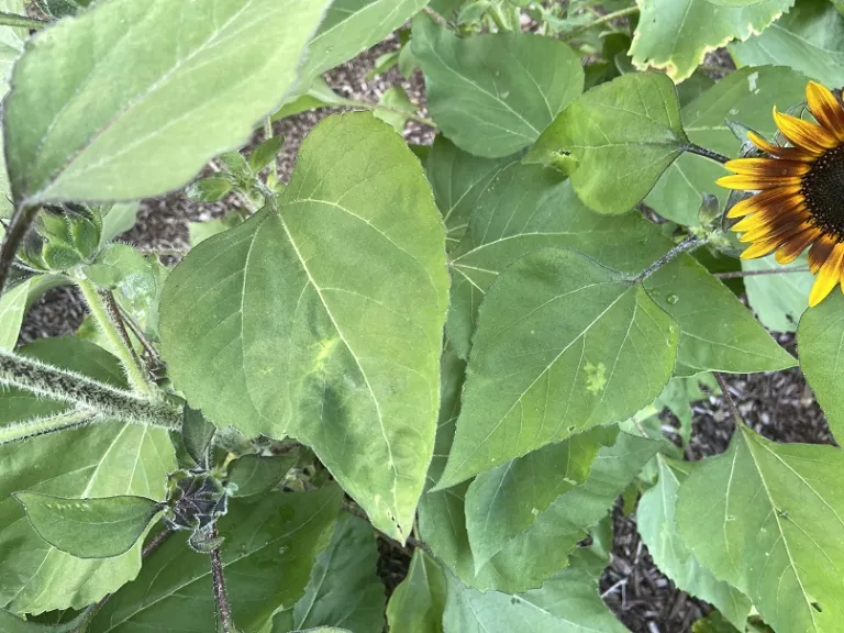 Helianthus annuus 'Tiger Eye' foliage