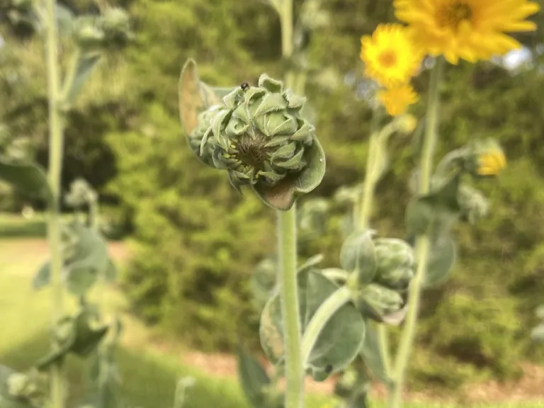 Helianthus mollis flower bud