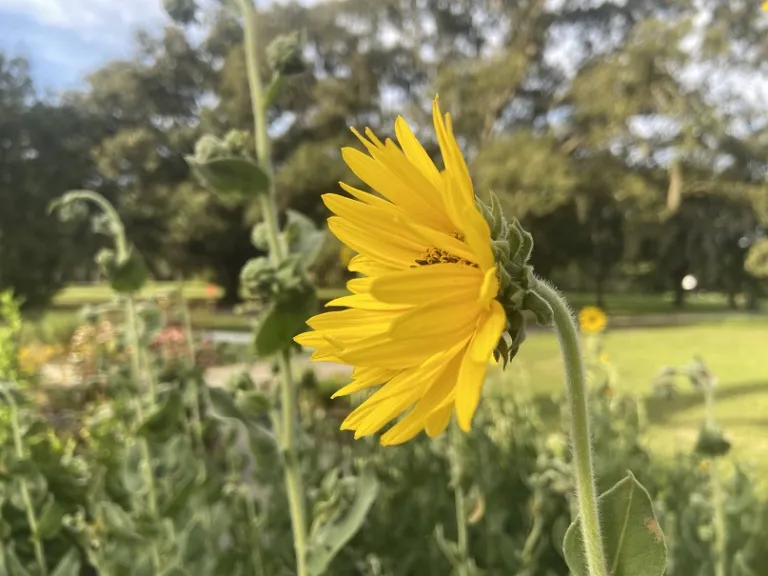 Helianthus mollis flower