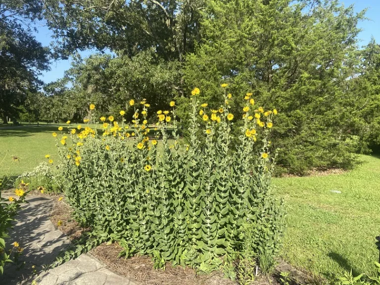 Helianthus mollis flowering habit