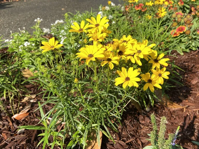 Helianthus salicifolius 'Autumn Gold' flowering habit