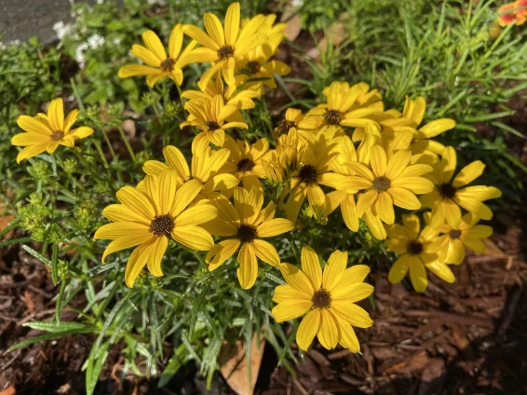 Helianthus salicifolius 'Autumn Gold' flowers