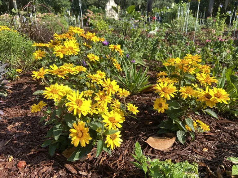 Heliopsis 'Sole d'Oro' flowering habit