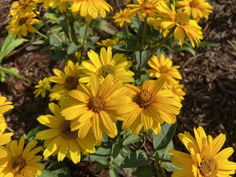 Heliopsis 'Sole d'Oro' flowers