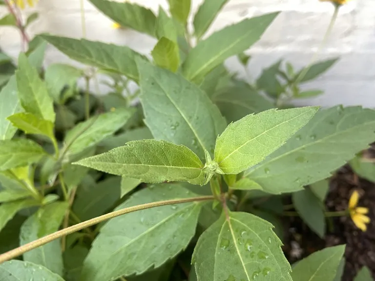 Heliopsis helianthoides flower bud