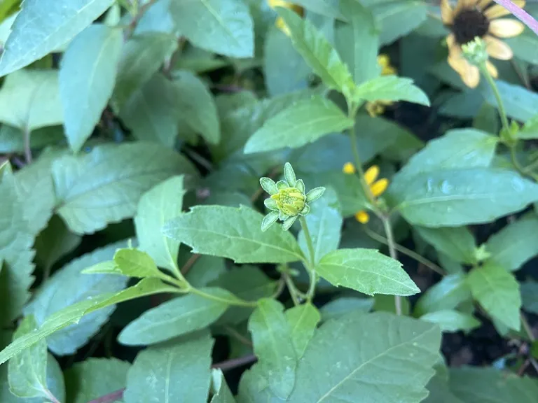 Heliopsis helianthoides flower bud