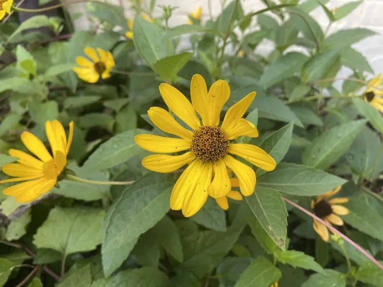 Heliopsis helianthoides flower