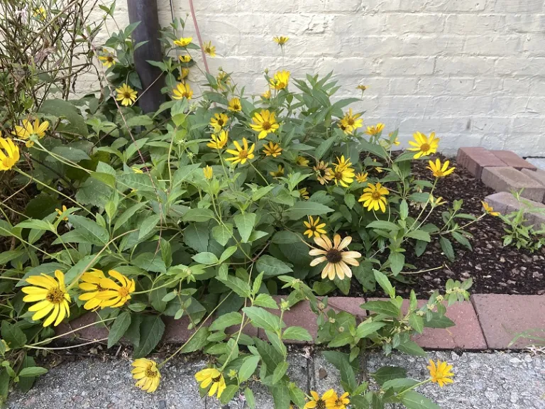 Heliopsis helianthoides flowering habit