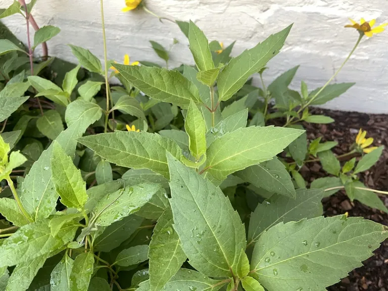 Heliopsis helianthoides foliage