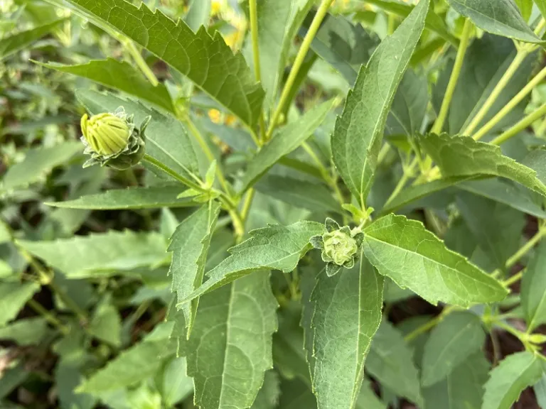 Heliopsis helianthoides var. scabra 'Sommersonne' (Summer Sun) flower bud