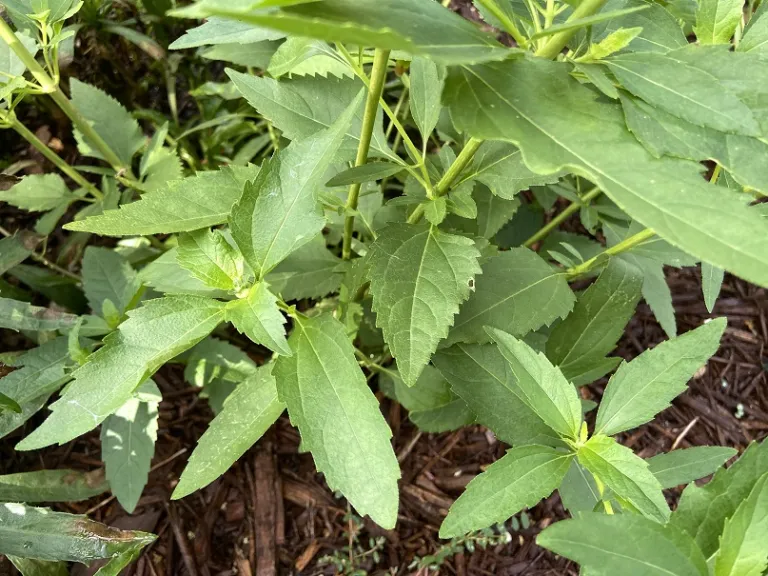 Heliopsis helianthoides var. scabra 'Sommersonne' (Summer Sun) foliage