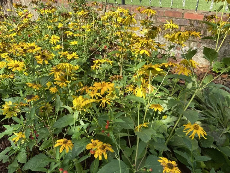 Heliopsis helianthoides var. scabra 'Sommersonne' (Summer Sun) habit