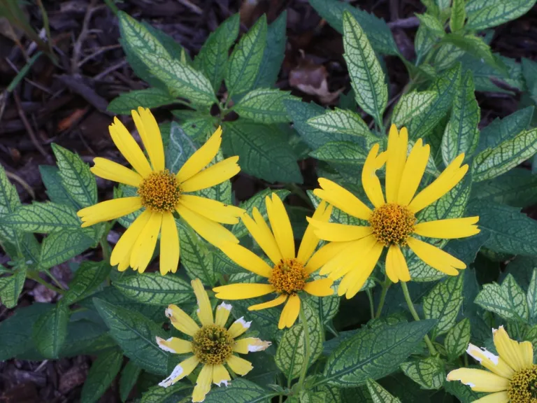 Heliopsis helianthoides var. scabra 'Sunburst' flowers