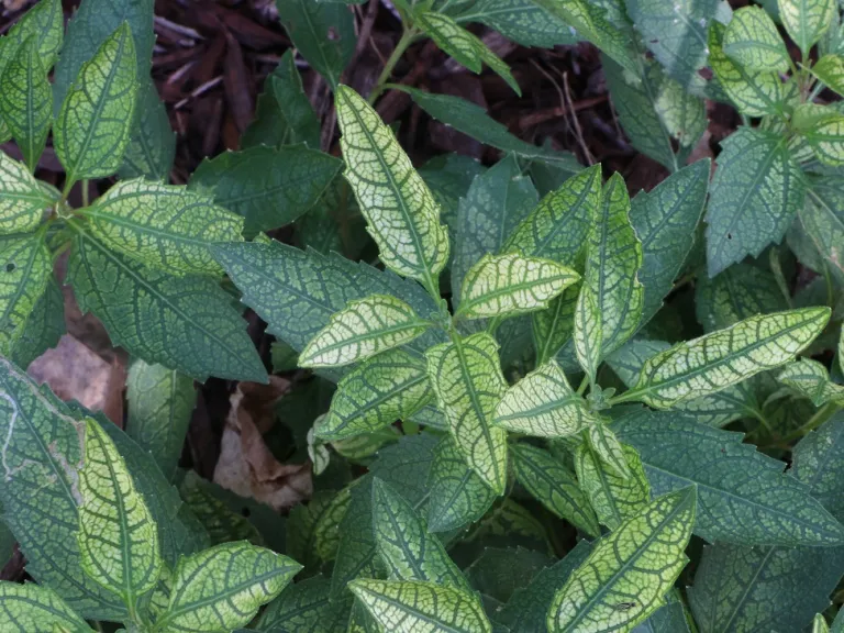 Heliopsis helianthoides var. scabra 'Sunburst' foliage