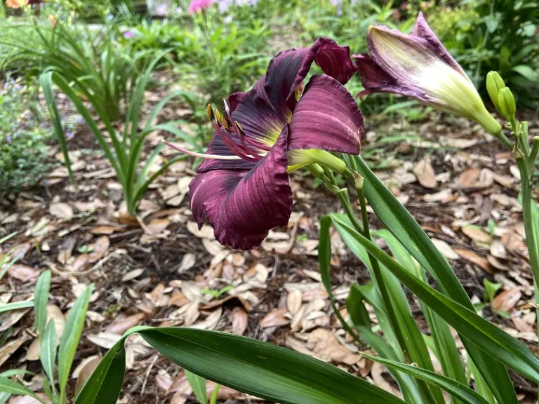 Hemerocallis 'Kansas Kitten' flower