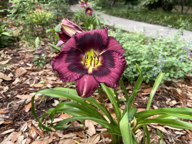 Hemerocallis 'Kansas Kitten' flower