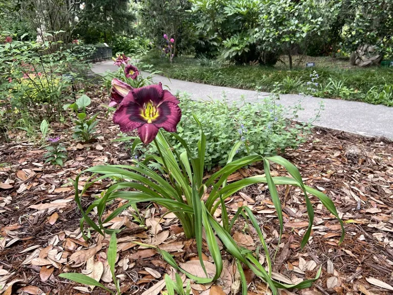 Hemerocallis 'Kansas Kitten' flowering habit