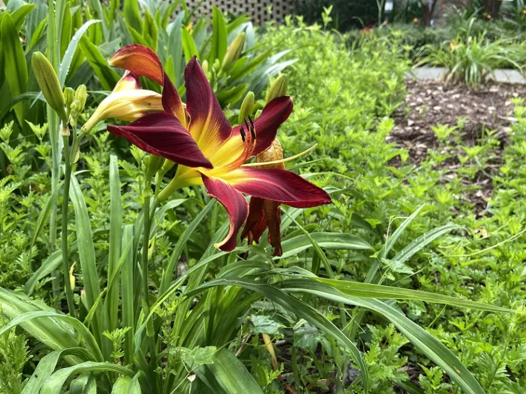 Hemerocallis 'Ruby Spider' (RAINBOW RHYTHM® Collection) flower