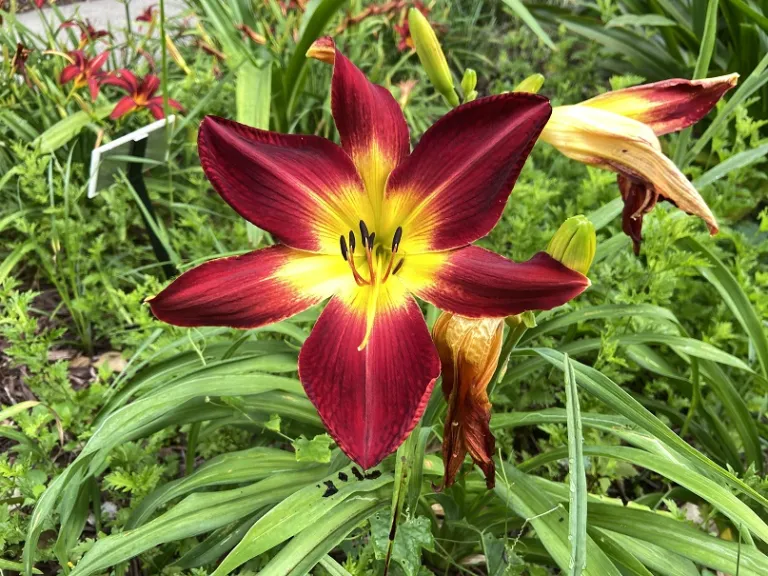 Hemerocallis 'Ruby Spider' (RAINBOW RHYTHM® Collection) flower