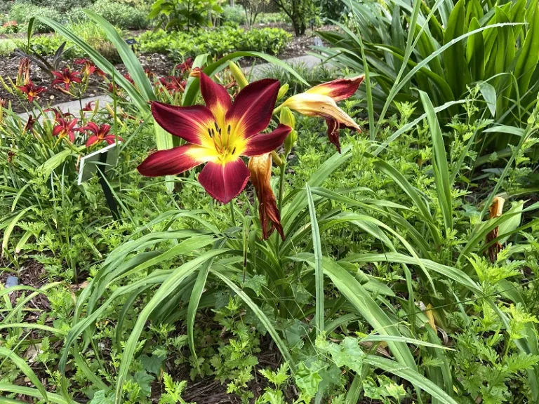 Hemerocallis 'Ruby Spider' (RAINBOW RHYTHM® Collection) flowering habit