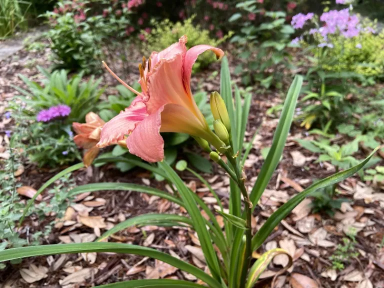 Hemerocallis 'Strawberry Candy' flower