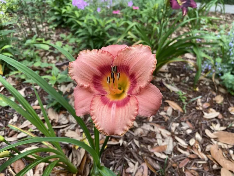 Hemerocallis 'Strawberry Candy' flower