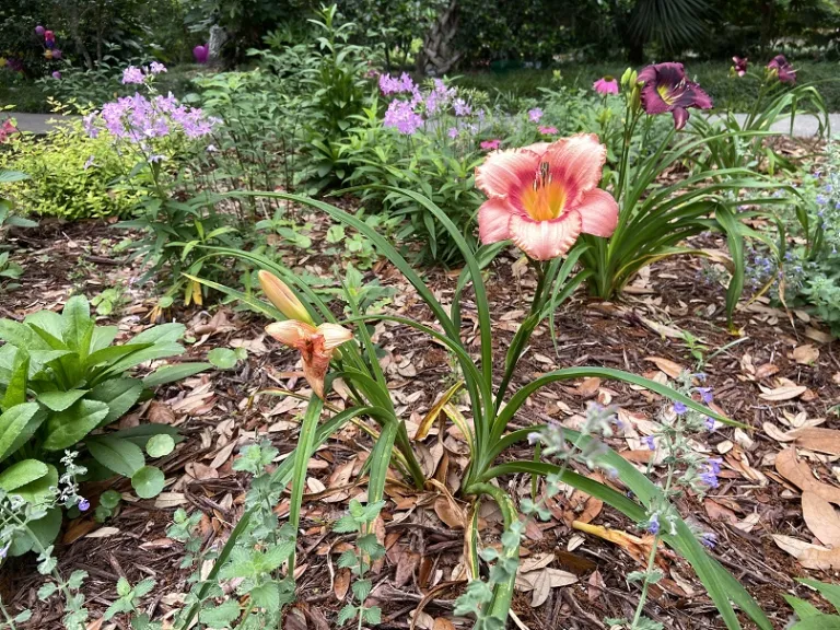 Hemerocallis 'Strawberry Candy' flowering habit