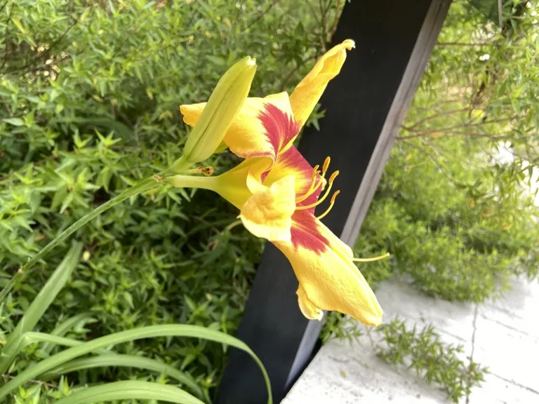 Hemerocallis 'Tiger Swirl' (RAINBOW RHYTHM® Collection) flower