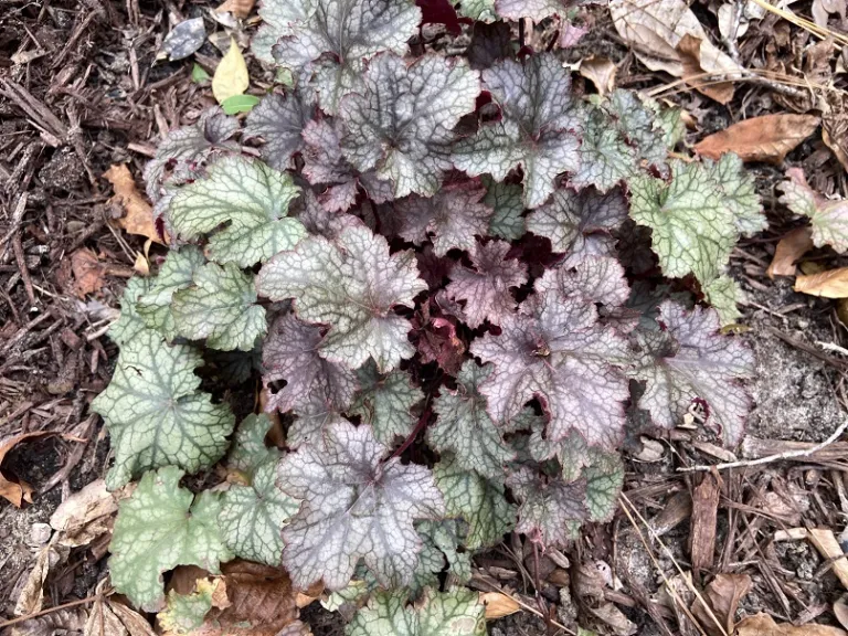 Heuchera 'Amethyst Myst' foliage