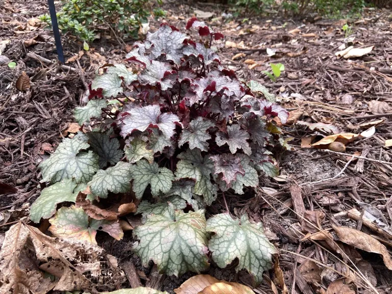 Heuchera 'Amethyst Myst' habit