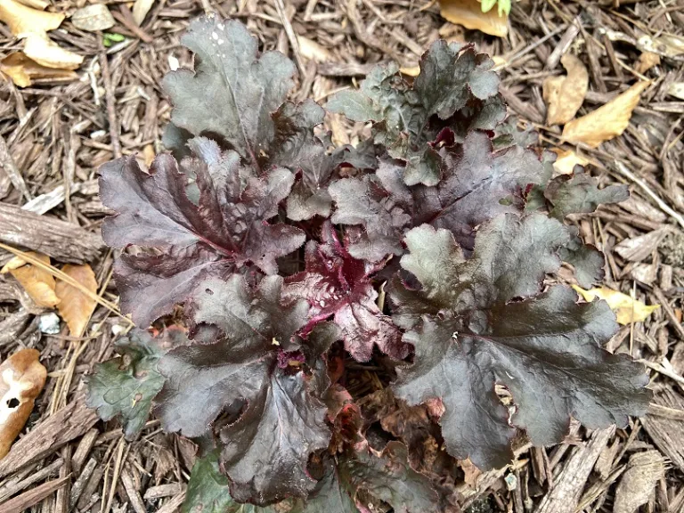 Heuchera 'Evening Gown' (DRESSED UP®) foliage