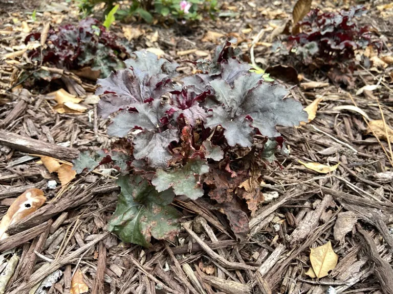 Heuchera 'Evening Gown' (DRESSED UP®) habit