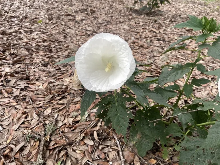 Hibiscus 'Marshmallow Moon' flower