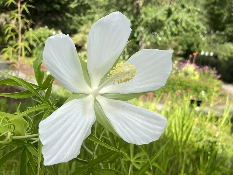 Hibiscus coccineus (White-Flowered) flower