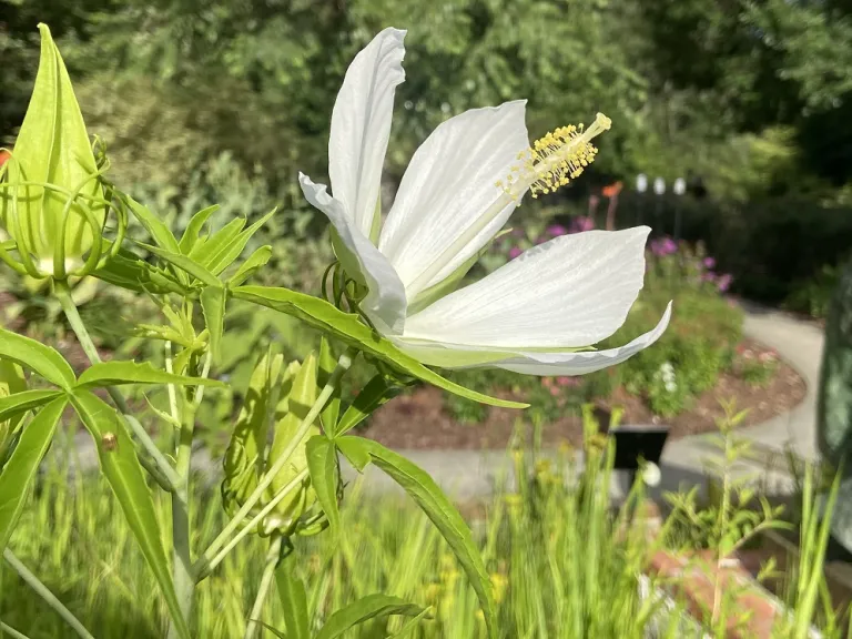 Hibiscus coccineus (White-Flowered) flower