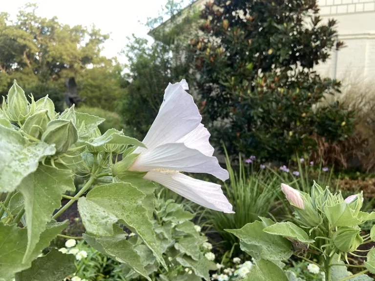 Hibiscus grandiflorus flower