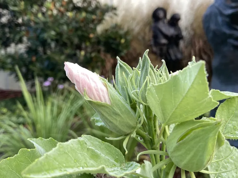 Hibiscus grandiflorus flower bud