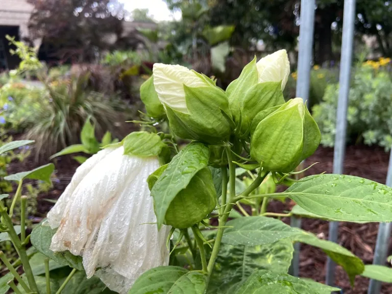 Hibiscus moscheutos 'PAS304889' (Luna™ White) flower buds