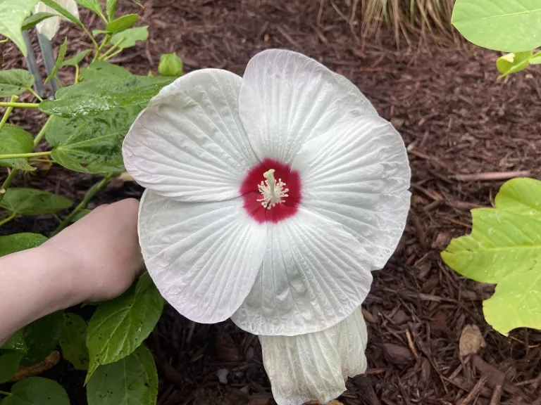 Hibiscus moscheutos 'PAS304889' (Luna™ White) flower