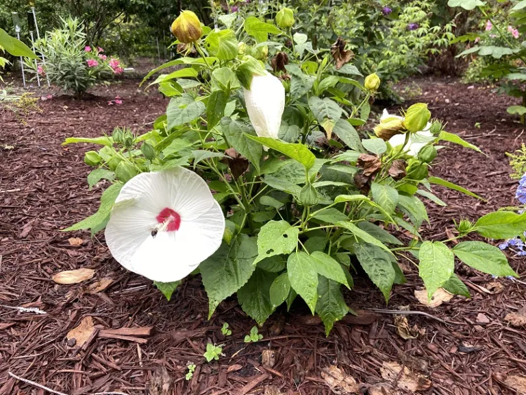 Hibiscus moscheutos 'PAS304889' (Luna™ White)