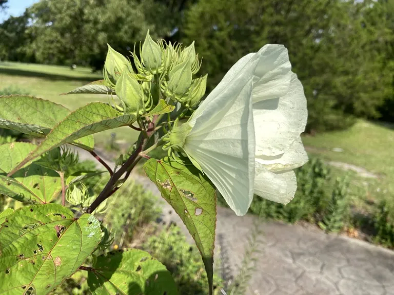 Hibiscus moscheutos flower and flower buds